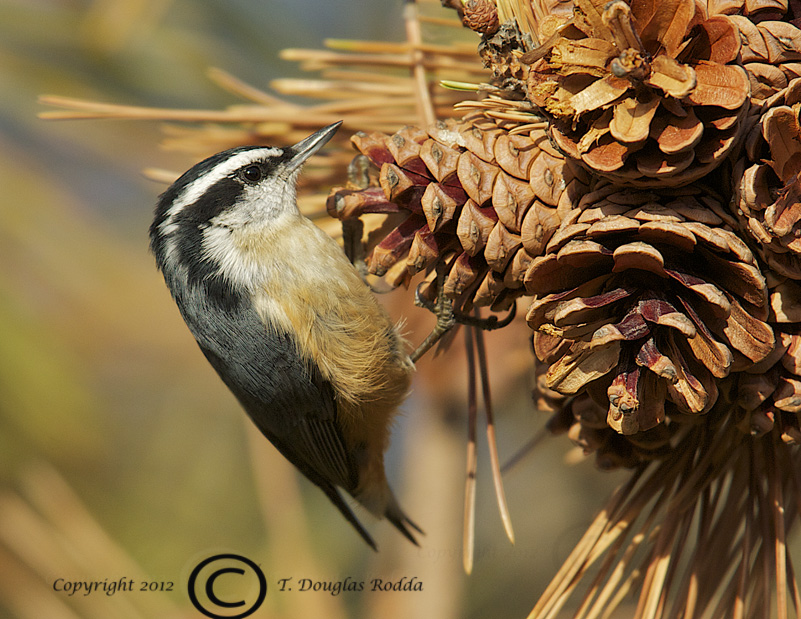 RED-BREASTED NUTHATCH